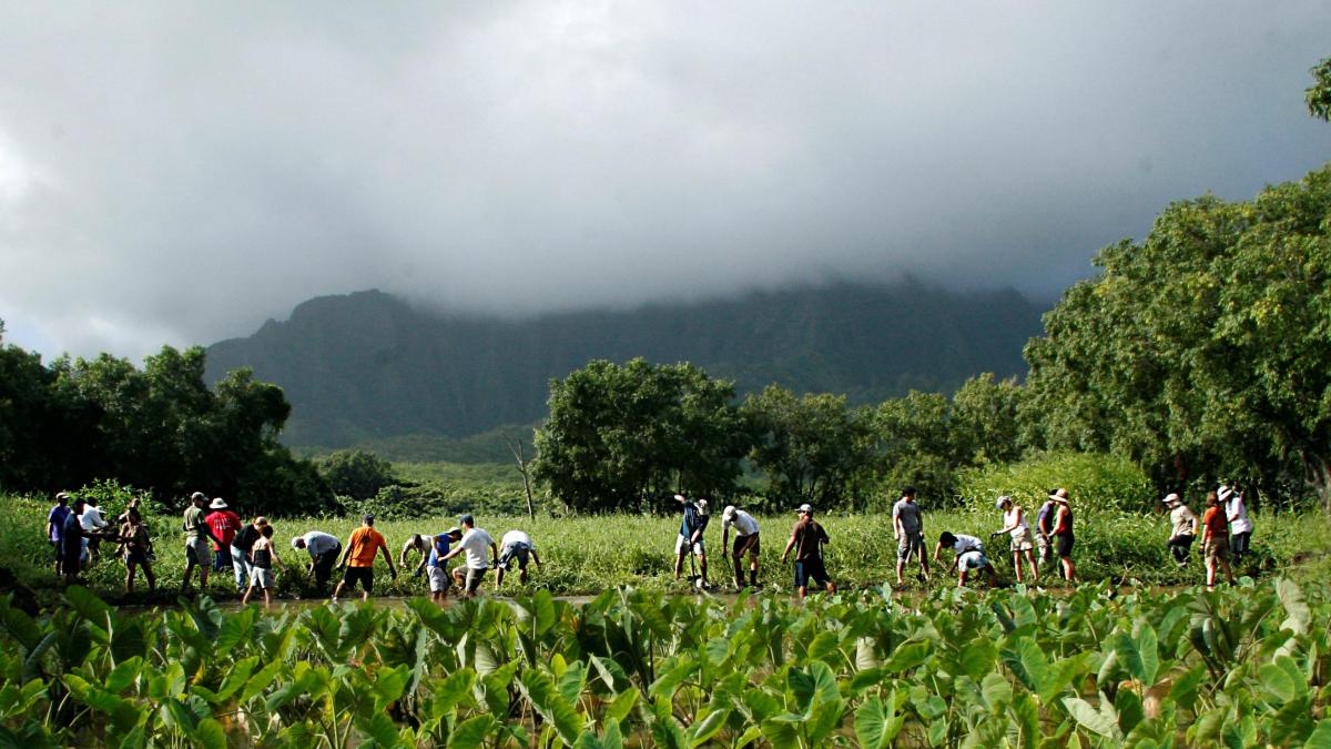 A group of people working in an agricultural field with broad-leafed plants under a cloudy sky, with a mountain range in the background obscured by clouds.